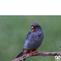 گونه شاهین پاسرخ Red-footed Falcon